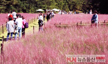 울산대공원 핑크뮬리 속으로...