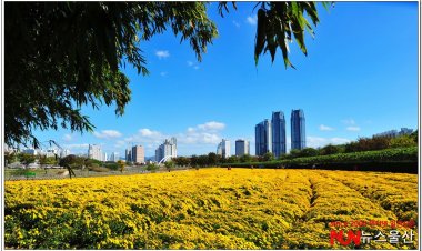 태화강지방정원 4천만 송이 국화꽃 '장관'