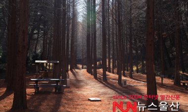 겨울 맞이한 울산 대공원의 메타쉐콰이어 길....