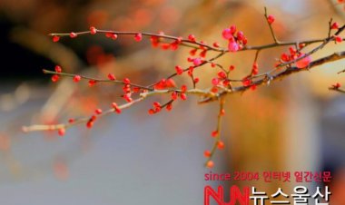 봄 재촉하는 통도사 홍매화