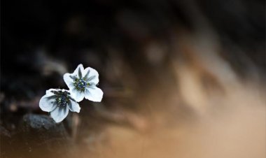 봄소식 전하는 변산 바람꽃