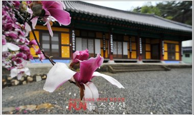 자태 뽐내는 자목련