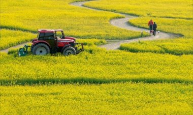 유채가있는  풍경