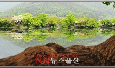 지금 위양지에는~~