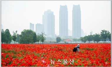 태화강 봄꽃보려 오세요