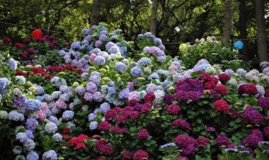 ‘태종사 수국꽃 문화축제’
