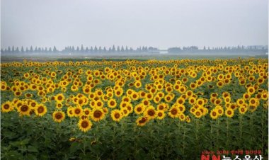 김제 해바라기 장관이뤄...