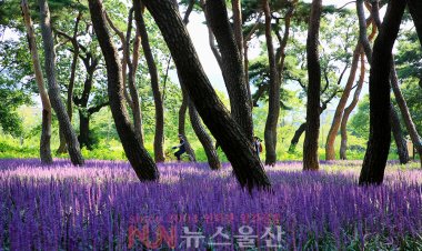 8월의 꽃향기를 찾아서