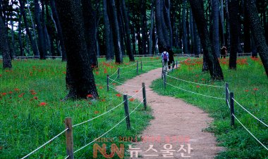 울산동구 대왕암공원 꽃무릇 개화