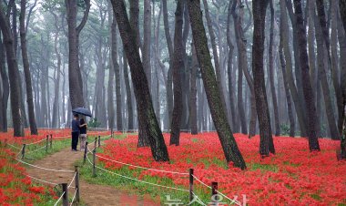 대왕암공원엔 지금 붉은 꽃무릇‘한창’