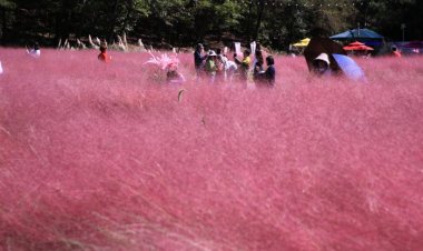 분홍빛으로 물든 핑크뮬리 보려 오세요!!