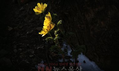 봄의 전령사 복수초 개화