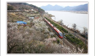 봄의 전령사 매화향기 가득...