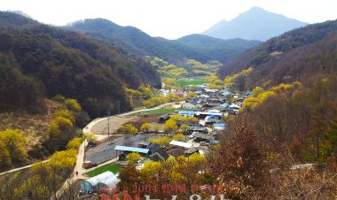노랗게 물든 산수유 마을