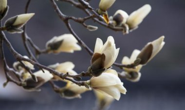 목련은 피었구만.....