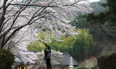 통도사 벚꽃만발 했지만...