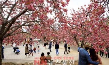 경주 불국사 겹벚꽃 만개.. 관광객 유혹
