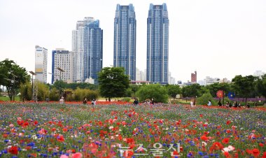 붉게 물든 양귀비꽃