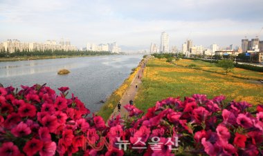 태화강변 여름꽃 금계국 만개