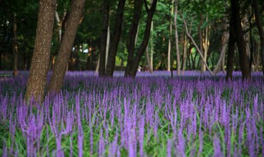 울산국가정원 보라빛 물결 맥문동 개화