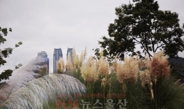 가을을 알리는 팜파스 그라스