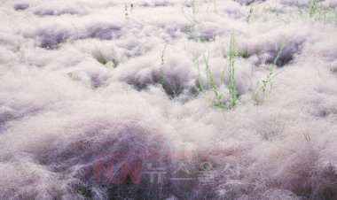 울산 대공원 핑크뮬리 만개