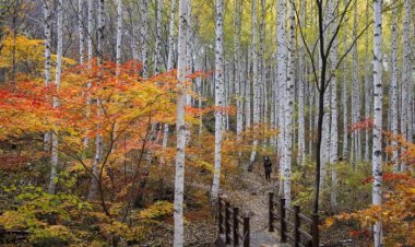 인제 자작나무숲 단풍 절정