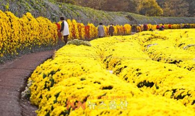 태화강국가정원 노란 국화 활짝