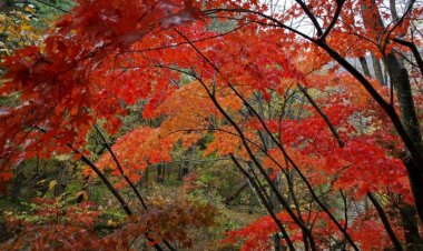 秋色[추색]이 내려앉은 운문사 단풍