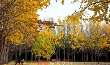 노랗게 물든 가을정취 속으로...