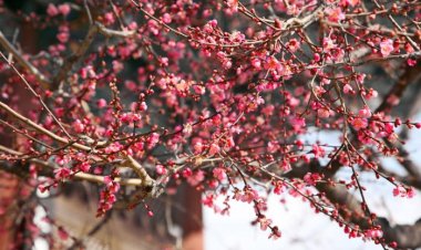 한파 속에 핀 홍매화