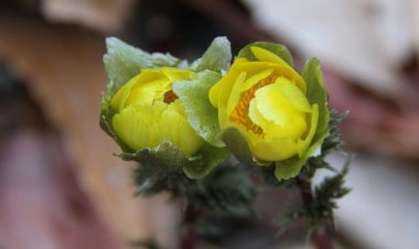 봄이 오는 소리 ...꽃망울 터뜨린 복수초와 바람꽃