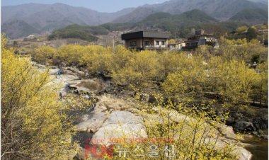 구례의 봄...노오란 산수유꽃 절정