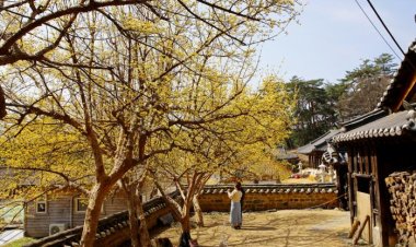 통도사의 봄소식