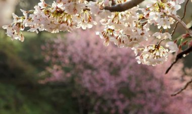 벚꽃 보면서 드라이브 즐겨요...