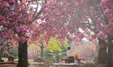 경주 불국사 겹벚꽃 개화