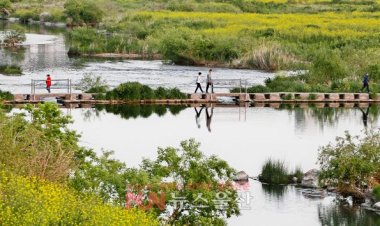 태화강 둔치 노란 갓꽃 인기