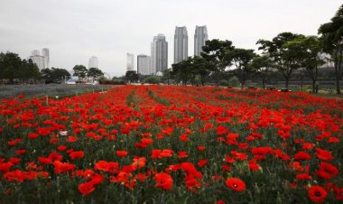 봄꽃 감상하러 태화강국가정원으로 오세요!
