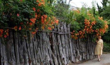 능소화 피는 계절