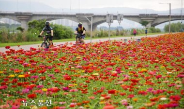 형형색색 백일홍 만개