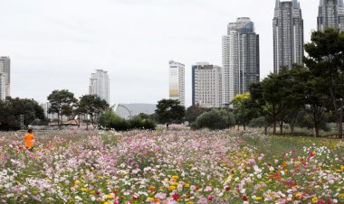 태화강국가정원 코스모스 물결...