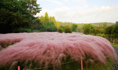 울산대공원 핑크뮬리는 피었는데....