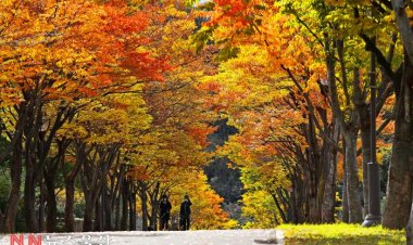 문수구장 마로니에길 가을 단풍 절정
