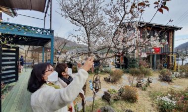 가을에 피는 춘추벚꽃