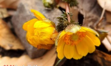 '봄의 전령사' 복수초 개화