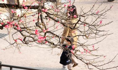 통도사 홍매화 개화