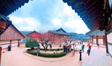 홍매화 보려 오세요