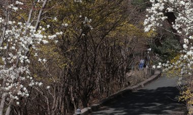 목련이 전하는 봄소식