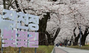 만발한 울산 작천정 벚꽃