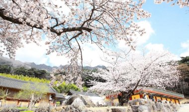 상춘객 유혹하는  연분홍 벚꽃 활짝